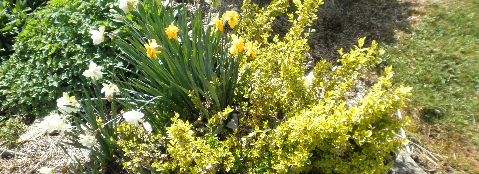 Coloc' à plantes